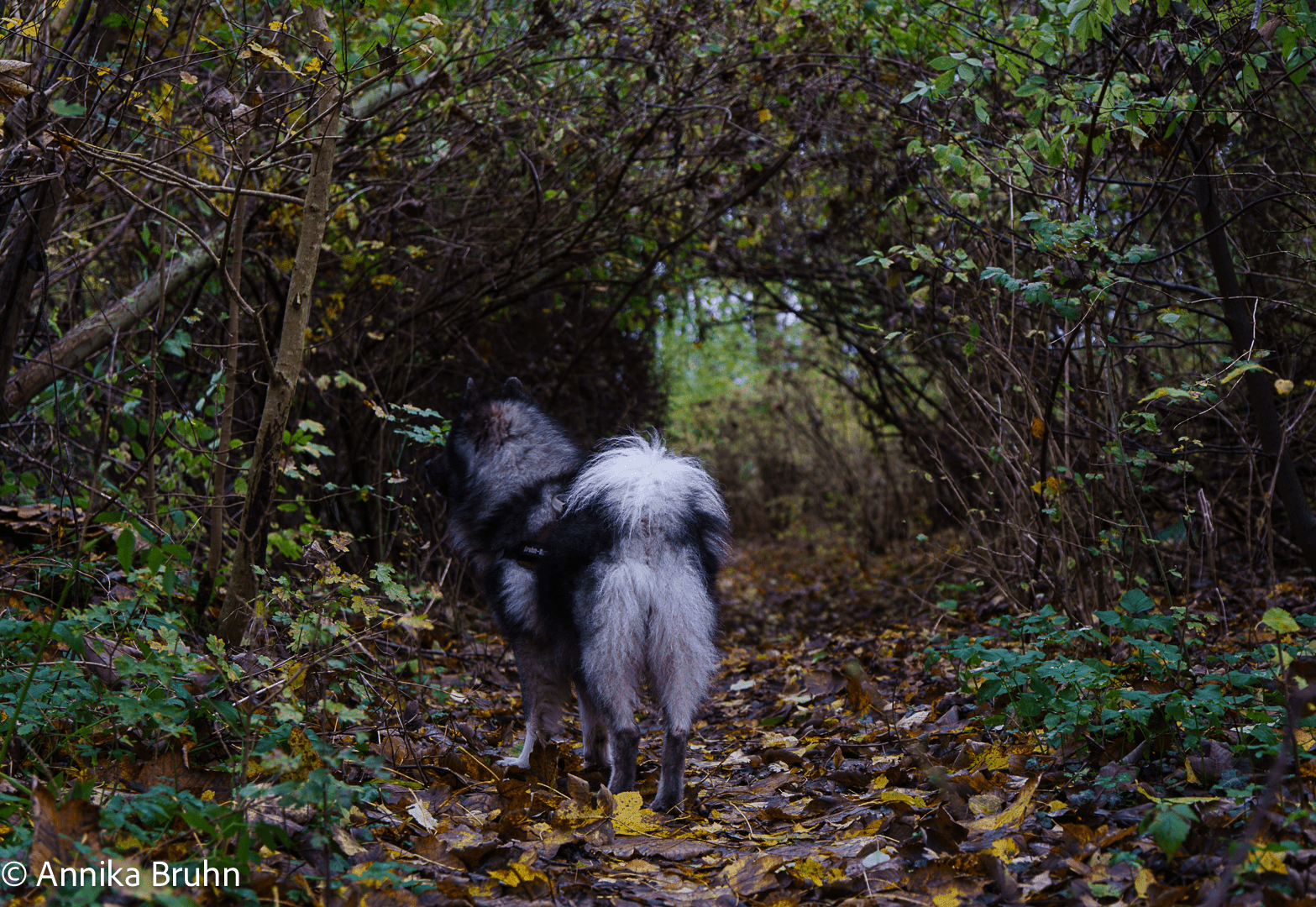 Q geht ab durch den Heckentunnel